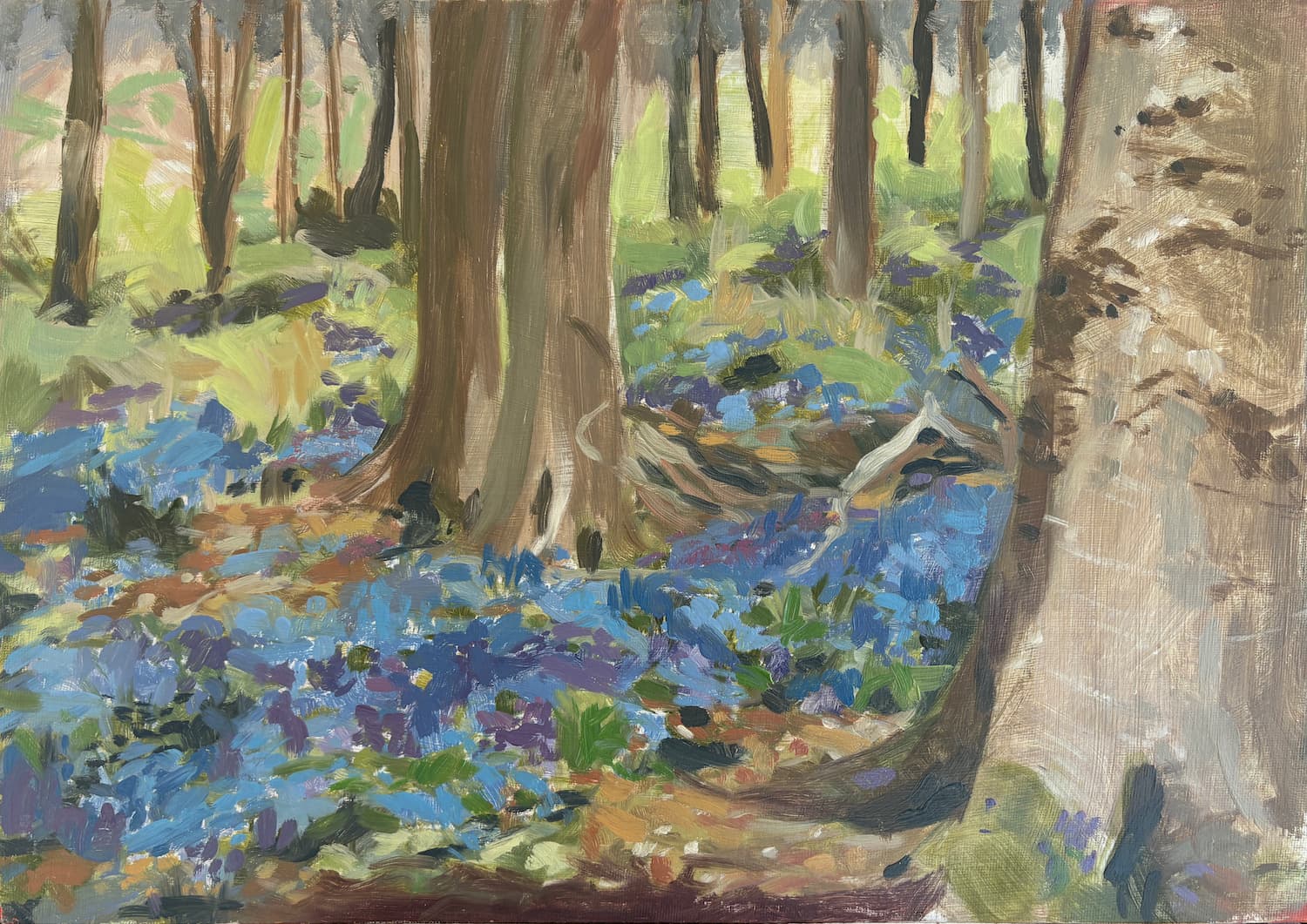 Bluebell Woods